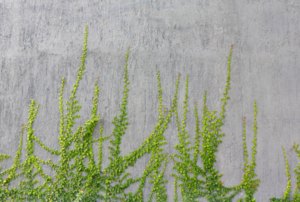 greenery growing up a concrete wall