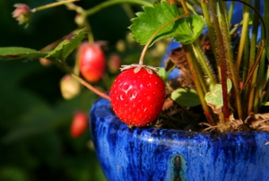 A strawberry plant growing in a blue pot