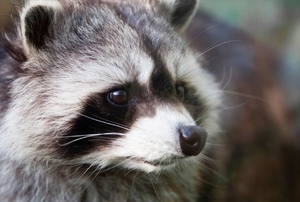raccoon