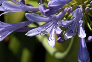 A Lily of the Nile's flower
