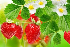 A strawberry plant.