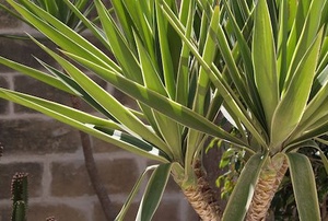 Bird's eye view of a yucca in a lawn, showing the symmetry and beauty of nature.