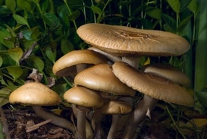 A mushroom clump growing in mulch.