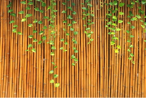 Bamboo fence with ivy hanging down