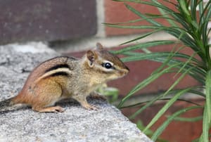 A chipmunk next to a brick wall and a grassy plant. 