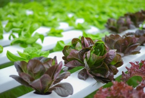 Hydroponic gardens.
