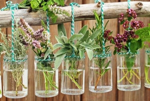 herbs hanging in water jars off a long piece of wood