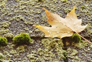asphalt roof shingles with moss and a maple leaf
