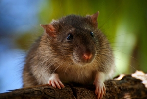 A rat looking toward the camera.