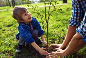A boy and adult planting a tree.