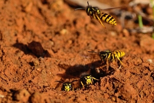 wasps surrounding entrance to a ground nest