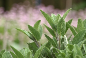 Sage plant in a garden