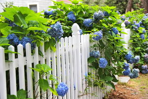 A white picket fence with blue hydrangeas around it.