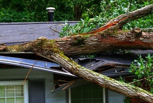 A tree brought down on a roof by a storm.