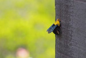 A carpenter bee on wood.