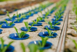 Growing vegetable sprouts in an aquaponics system.