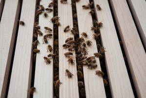 bees on planks of siding