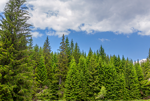 A Colorado blue spruce.