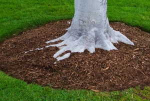 Mulch around the base of a tree with surrounding lawn