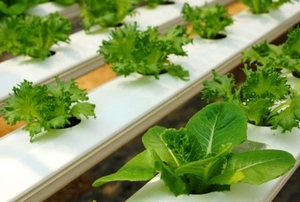 Aquaponic lettuce.