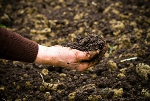 Mulching 3 - When to Apply