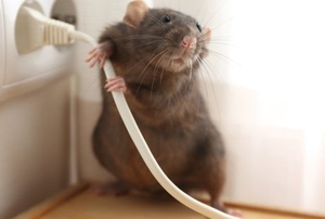 rat holding wire plugged into wall