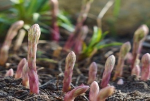 Asparagus in the ground.