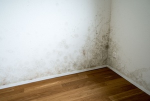Mildew on a white wall.
