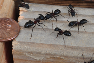 Carpenter ants on wood planks next to a penny