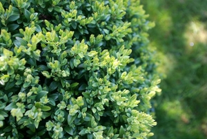 A close shot of the leaves of a boxwood shrub.