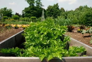 A raised bed garden.