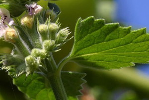 a catnip plant with small pink blossoms and ridged, triangular leaves