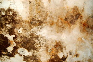 Mold growing on a white wall.