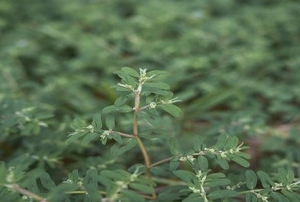 A close-up image of the spotted spurge weed.