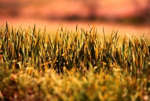 A yellowing lawn under the hot sun.
