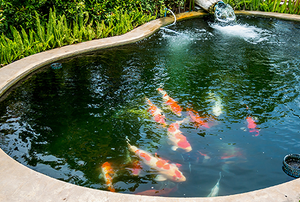 Backyard pond with koi fish