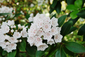 white mountain laurel