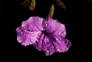 A Mexican petunia with water droplets on its purple petals.