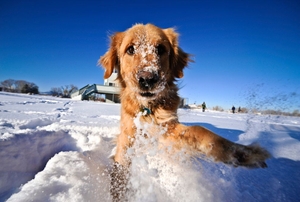A dog plays in the snow.
