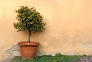 A potted orange tree up against a patio wall.