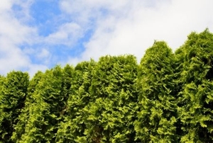 A hedge of arborvitae trees with a patch of blue sky of above.