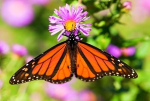 A monarch butterfly feeding at a purple aster.