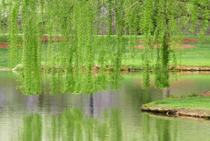 a weeping willow over water
