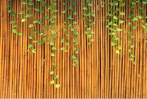 A bamboo fence.
