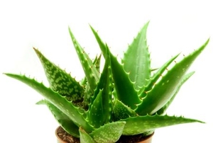 An aloe vera plant outgrowing its pot.