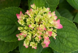 A blooming hydrangea with green petals.