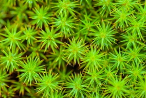 living sphagnum moss from above