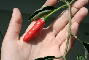 Red pepper resting on a hand