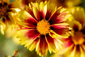 yellow and red coreopsis flowers