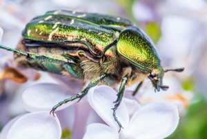 metalic brightly colored beetle on flower blossoms